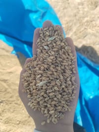 حنطة اقجة بنت الجيس • للبيع