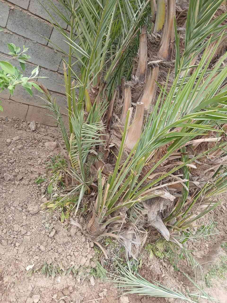 خضراوي للبيع السعر ٢٧٥ الف العنوان يثرب


**إذا كنت صاحب هذا الإعلان وتريد حذفه لأي سبب، رجاءا أرسل رسالة إلى الدعم الفني**