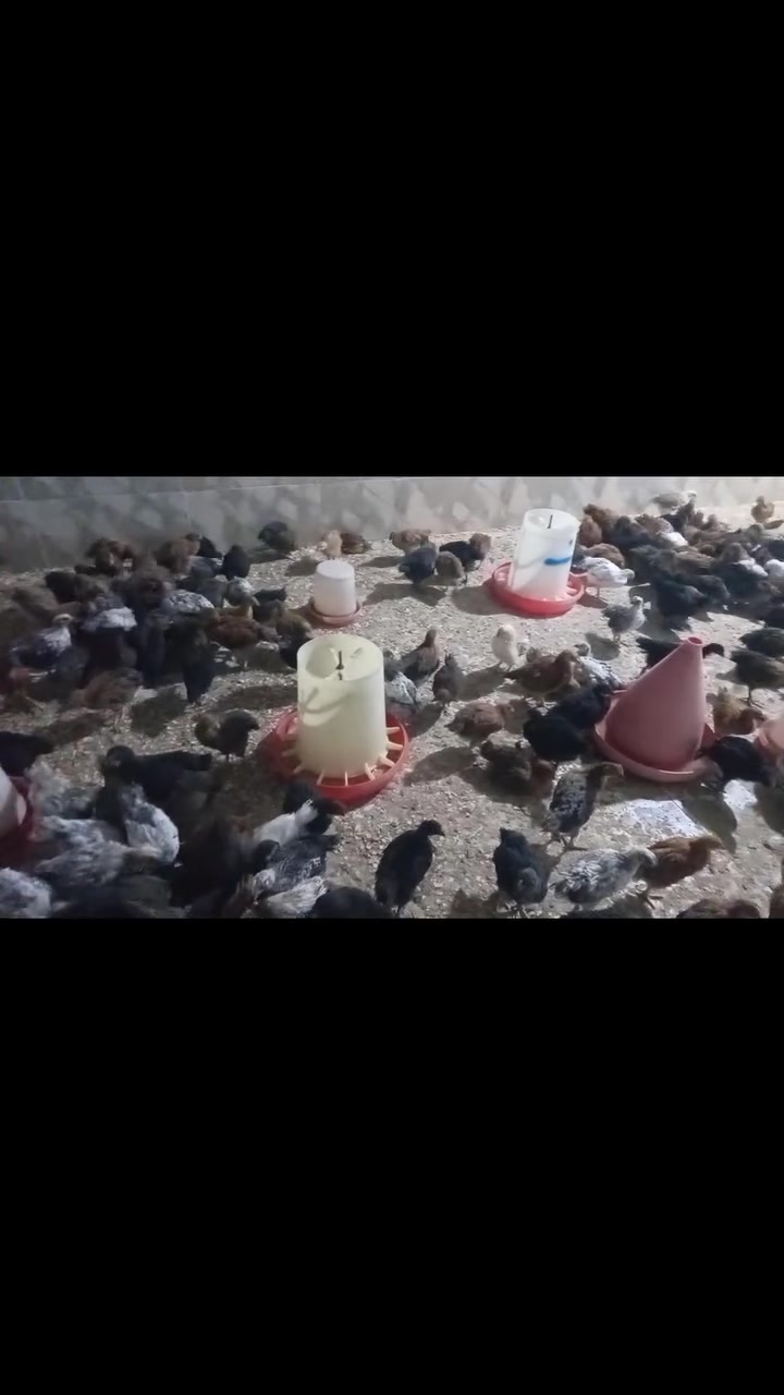 سلام عليكم فريج عرب لبيع
العدد ٣٥٠ تك
بيع جمله ومفرد
العمر شهر ونص تقريبا
مكاني الانبار قضاء هيت ناحيه كبيسه
سعر الزوج 7000 الف دينار وبيه مجال بسيط
لتوصل على الخاص او على الرقم
***********
