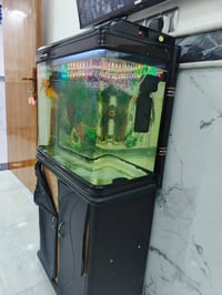 حوض اسماك • زوجين سمج • نهاوند