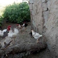 دجاجات • ٤ أشهر • لقاح رباعي
