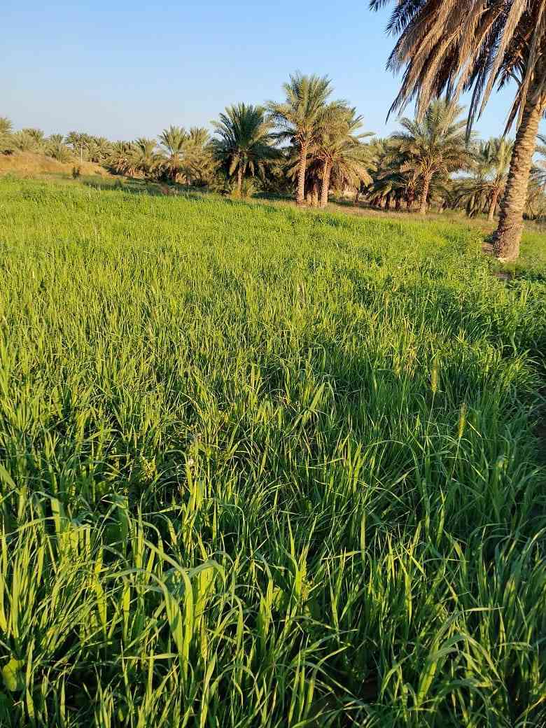 چت وزرع البيع شارع ال عبيد  تواصل ولستفسار علا رقم تالي  0783 107 9669
