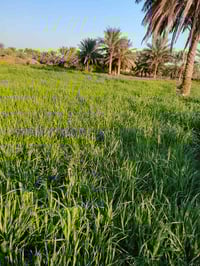 أرض زراعية • شارع العبيد • للبيع