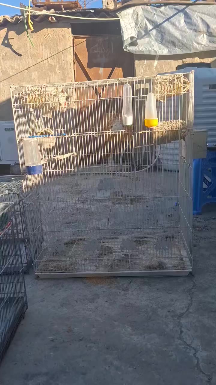 قفص للبيع سعر القطعه ٢٧ الف بها مجال


**إذا كنت صاحب هذا الإعلان وتريد حذفه لأي سبب، رجاءا أرسل رسالة إلى الدعم الفني**