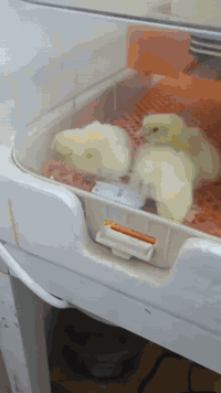 فقاسة ٥٦ بيضة • فول اوتماتيك • تفقيس ١٠٠٪