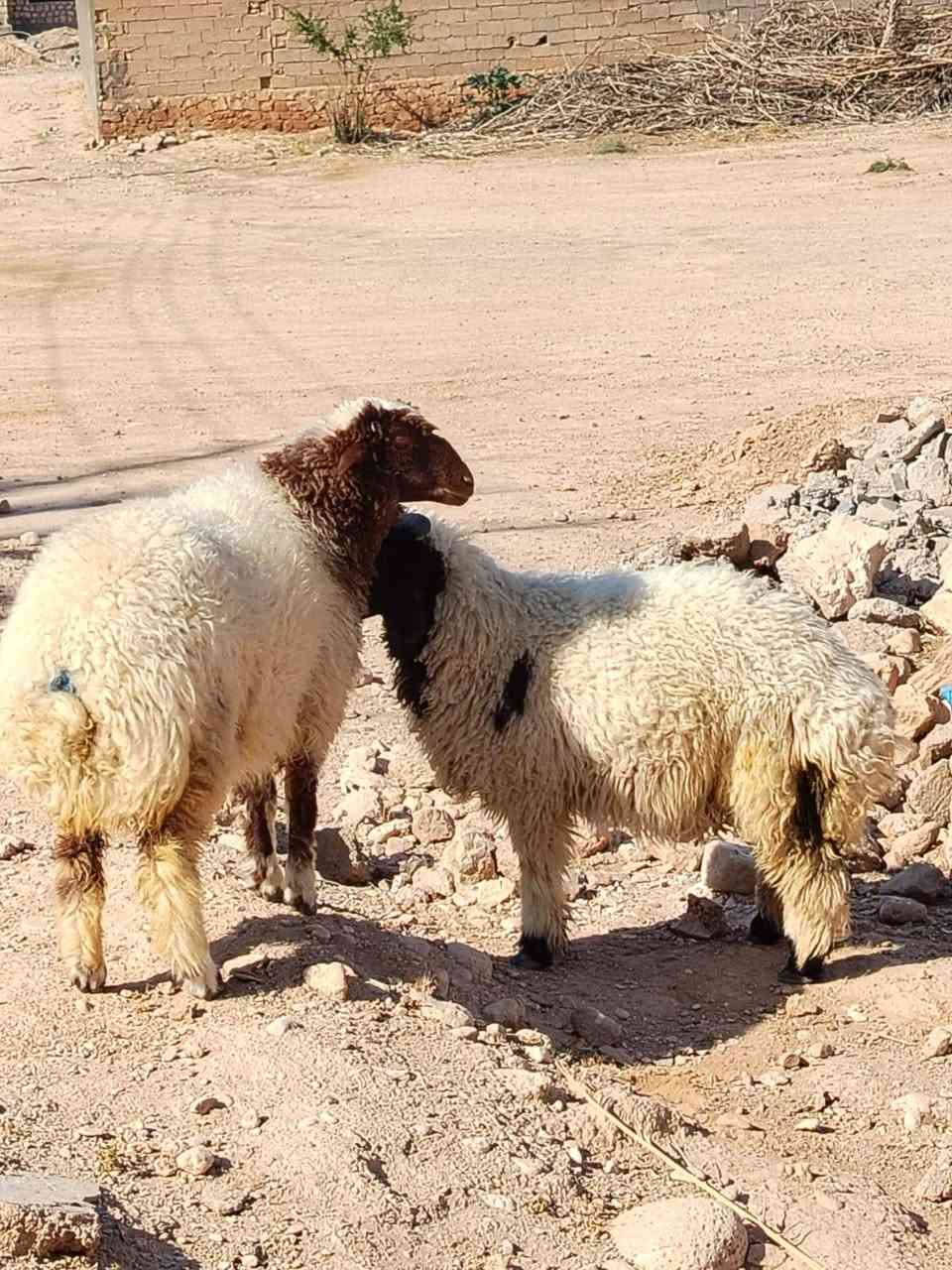 فطيمه وطلي شرط النصائح يرها من كل شيء السعر 660 التواصل ع رقم ***********
