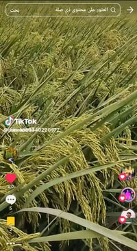 مطلوب فلاحه شلب 07767577493 وبيه واتساب