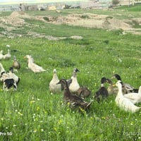 بط عراقي وهولندي العدد 30 سعر الزوج 16 شرط بياض سمان مال بيت 077350371...