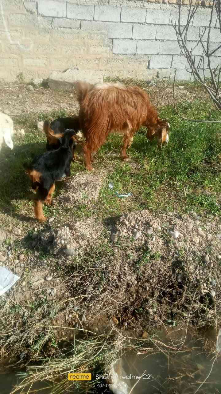 للبيع عنز وراها توم فحل ونثية للاستفسار الاتصال على ***********
