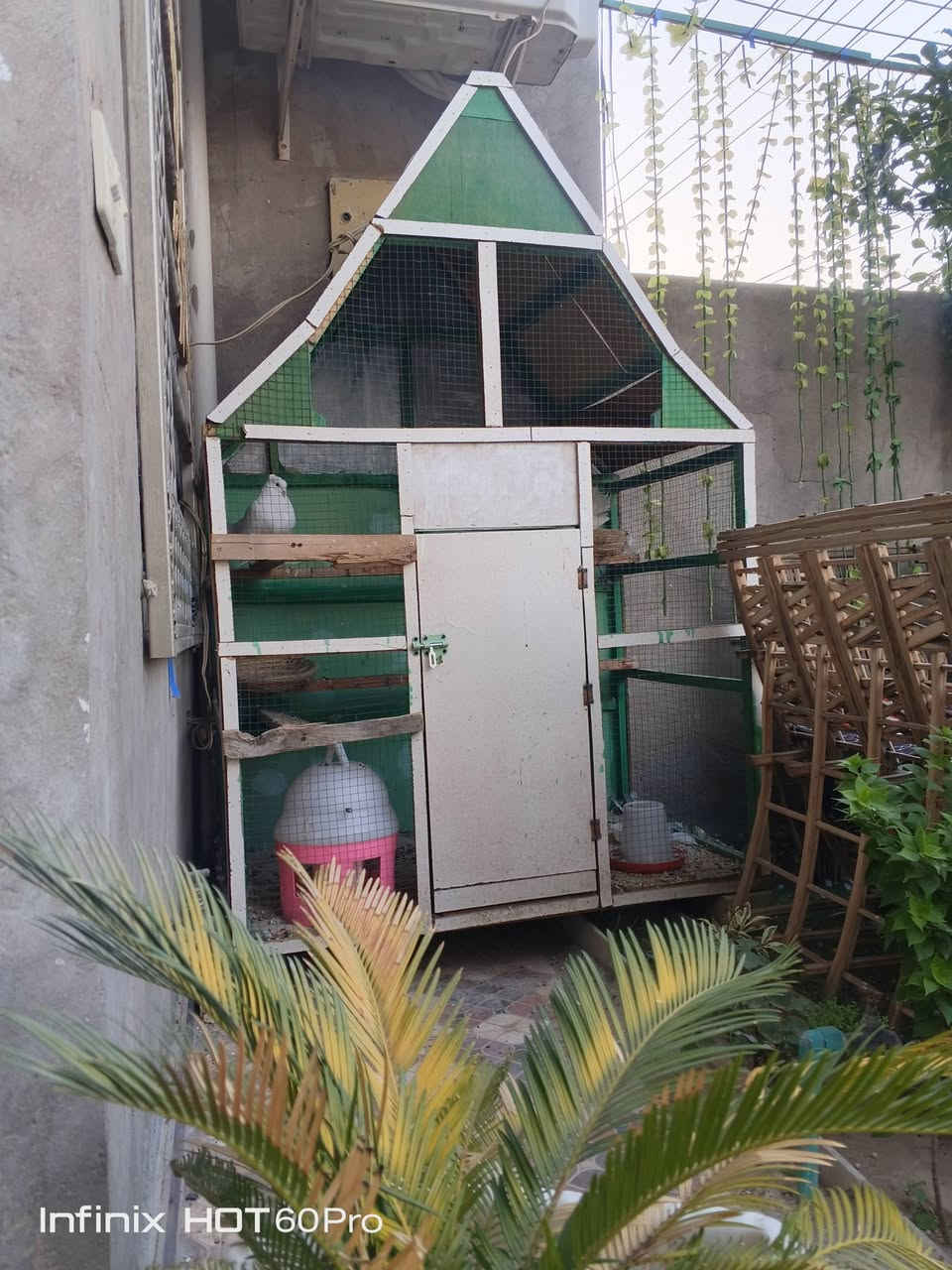 سسلام عليكم
قفص حجم كبير + يحتوي على ساقيه ماء وطعام وعش + طيور عرايس نشة وفحل) للبيع

🏵️السعر : 70

🏵️المكان : بعقوبة باب الدرب


**إذا كنت صاحب هذا الإعلان وتريد حذفه لأي سبب، رجاءا أرسل رسالة إلى الدعم الفني**