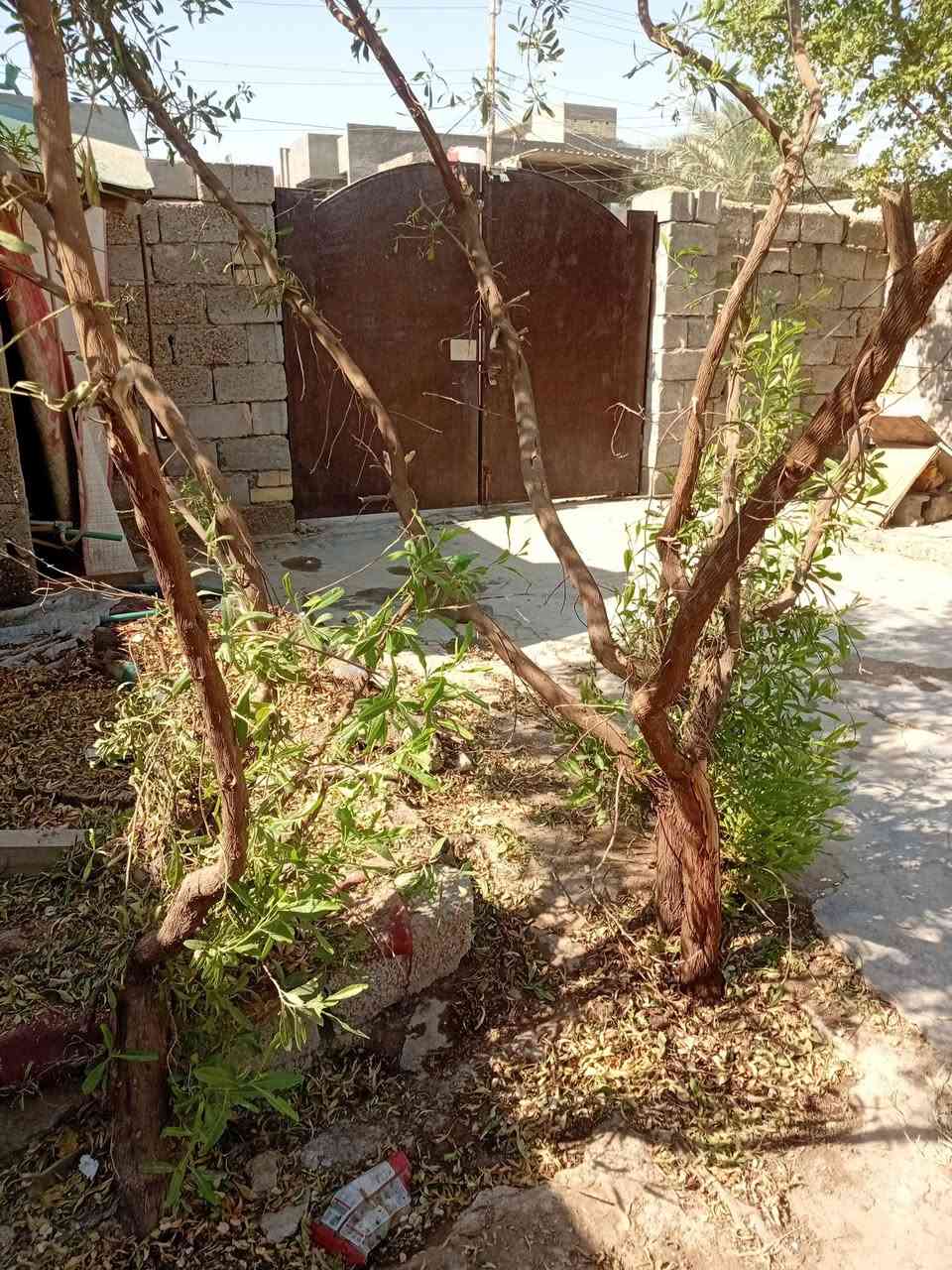 السلام عليكم بيت تجاوز بالمحمودية بدر ع شارع عشرين بيت كبير ونظيف وحديقة ٣ غرف وهول ومطبخ السعر ٢٠ وبي مجال 
للاستفسار ***********
