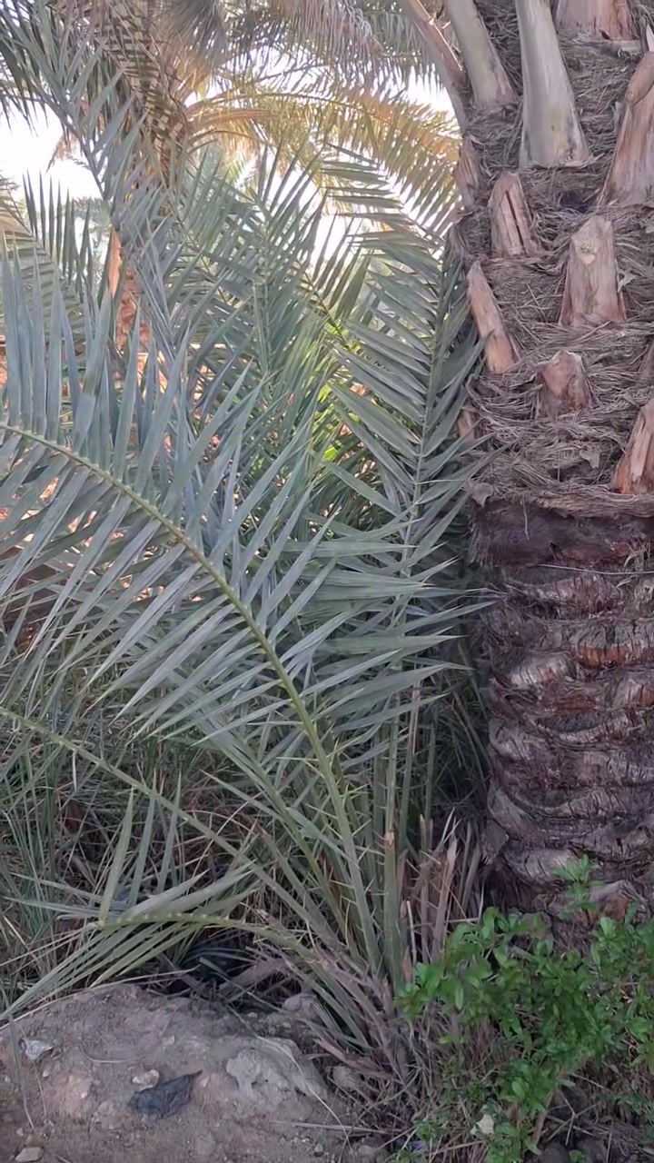 سلام عليكم البيع في كربلاء المساحه2000متر طابو زراعي سند25تحويل اسهم سعر 160قابل التفاوض
***********
***********
