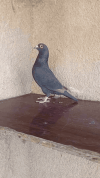 السلام عليكم متاح تك فحل زاجل اسود فحم رابطته 2025 فحل مرتب واضح بل تصوير مكاني بغداد حي ؤر ام الكبر والغزلان وهذا رقمي ***********
