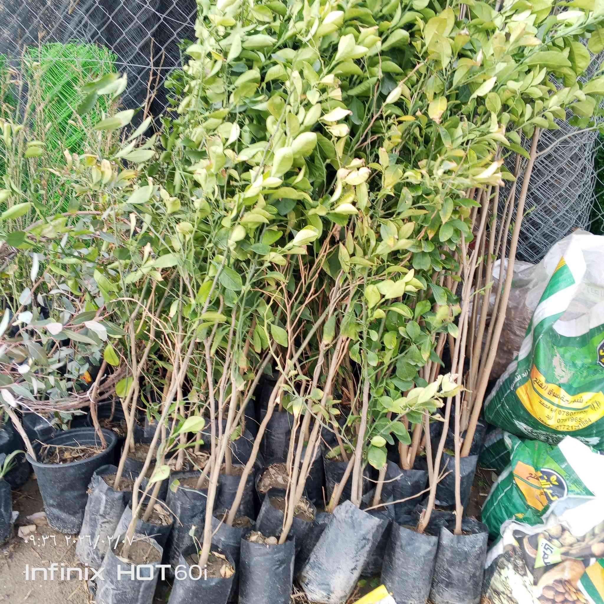 مشتل سيد جلال لوراد الزينه والحمضيات بجميع انواعها تصميم الحدائق تنصيب مرشات السقي العنوان الشارع العام مجاور جملونات ابو فياض استفسار ***********/***********
