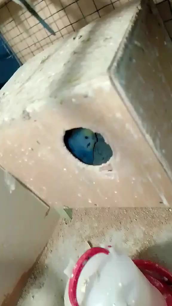 للبيع طيور حب تراكيب ريمبو وبيهن ٣ اوبلاين ٦ أزواج مزاويج وعدهن افراخ وبيهن امبيضات وتك واحد يعني ١٣ واحد ابيع شلع هنه وقفصهن سعرهن ١٢٠ الف تفاصيل أكثر خاص مكاني جلولاء


**إذا كنت صاحب هذا الإعلان وتريد حذفه لأي سبب، رجاءا أرسل رسالة إلى الدعم الفني**