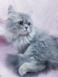 انثى هملايا • أطراف قصيرة • ٣ أشهر