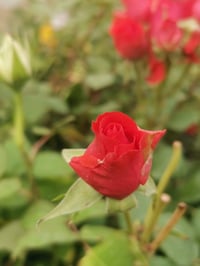 ورد جوري سلطاني • ورد جوري مستورد • توصيل سامراء