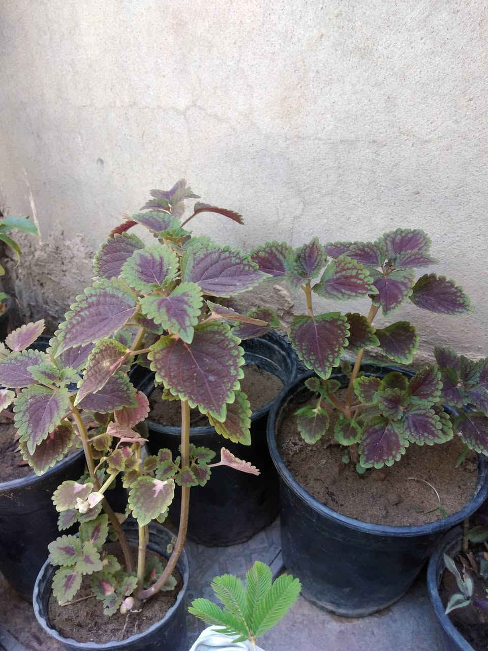 سجاد السعر الفين 🌿
✨ ورود يومية بأجمل الألوان
🚚 توصيل مجاني داخل هبهب
📍 أقرب نقطة دالة: قرب مدخل المجمعات
📩 للطلب مراسلتنا خاص


**إذا كنت صاحب هذا الإعلان وتريد حذفه لأي سبب، رجاءا أرسل رسالة إلى الدعم الفني**