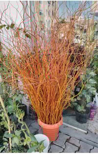 قرانيا ذهبي مائي • حجم كبير • ارتفاع متر ونص