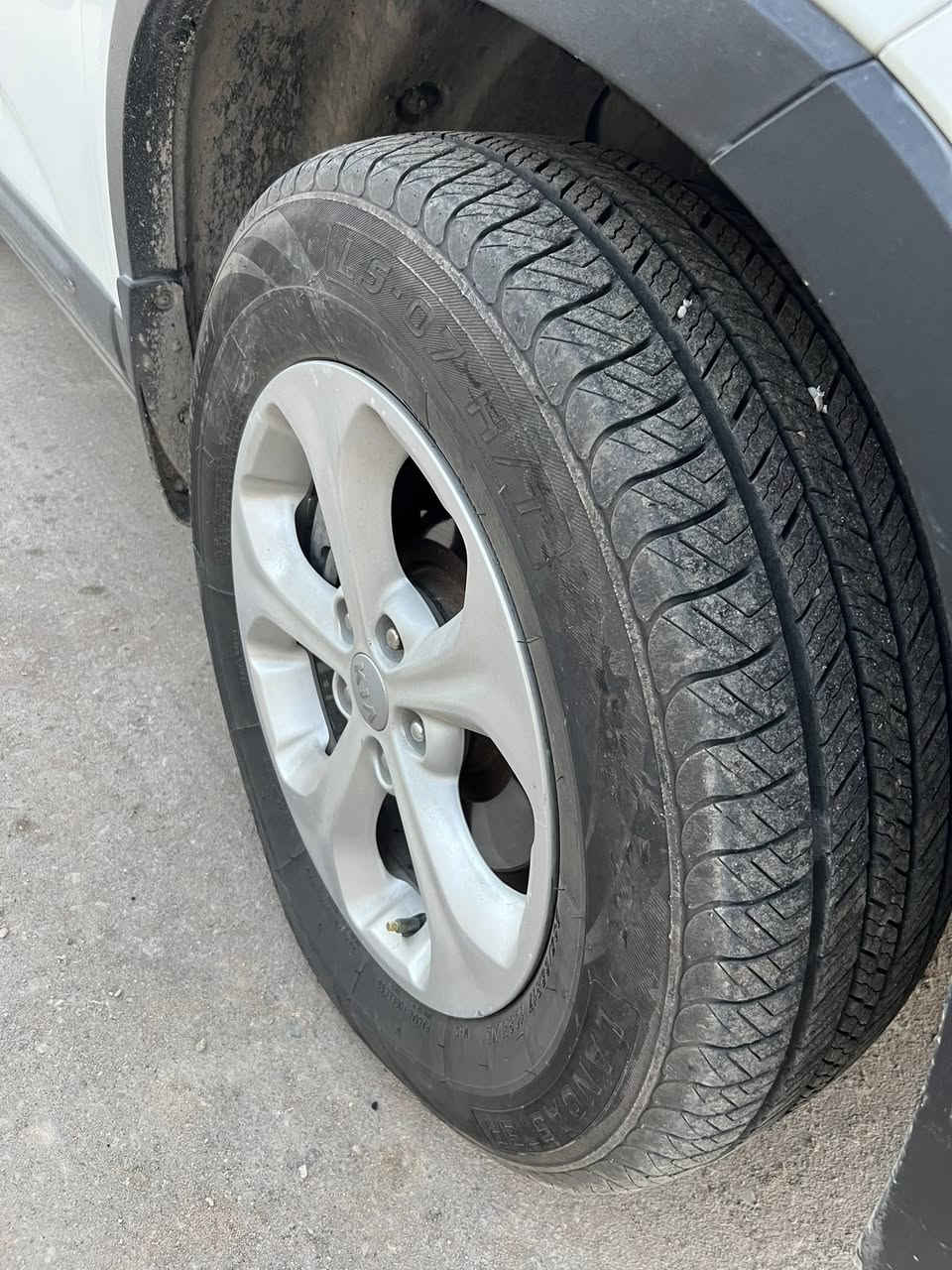 تخم ويل للبيع.300 الف                                            ***********
