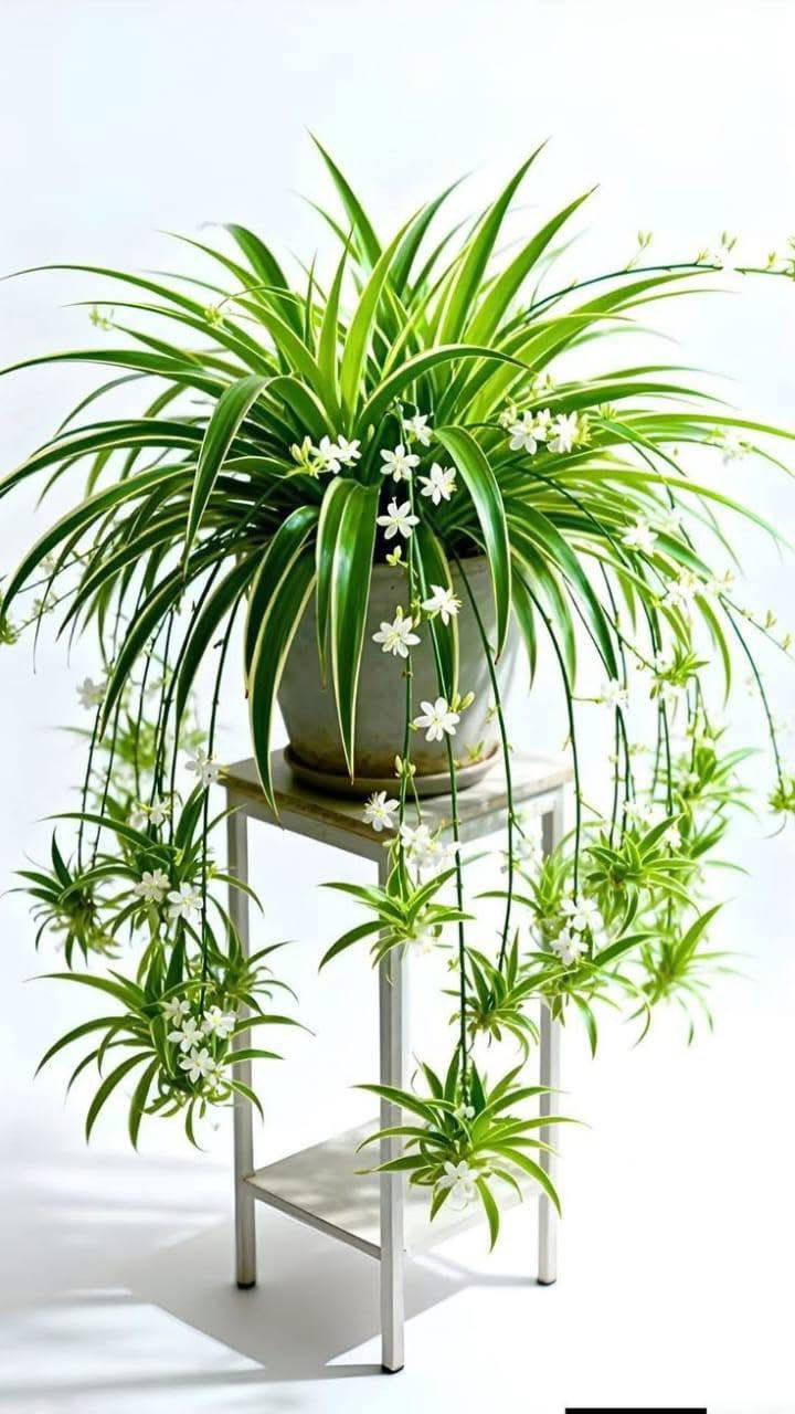 عندما تجتمع الأناقة مع الهدوء
تولد النباتات الظليّة 🌱
نباتات راقية تضيف عمقاً وجمالاً لكل زاوية، وتمنح المكان إحساساً بالسكينة والراحة🪴

المشتل مفتوح طيلة ايام الاسبوع ويبدأ الدوام فيه من الساعة الثامنة صباحًا وحتى الساعة الحادية عشر ليلآ في رمضان
زورونا تجدوا ما يسركم😍🌹

العنوان: موصل_ الحي الكرامه رقم ☎️ ***********
