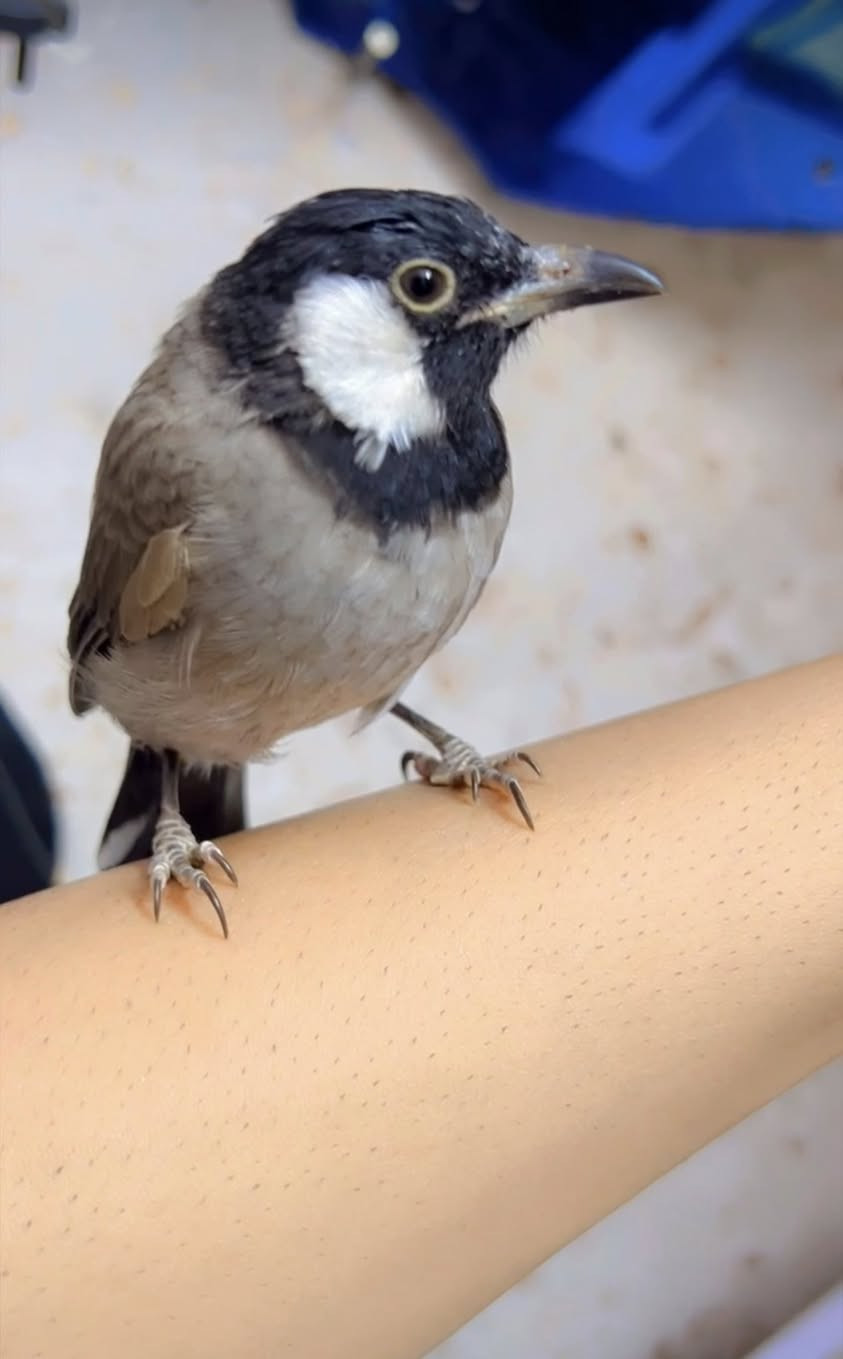 السلام عليكم بلبل اليف طينه مال ديالى فول تغريد مايسكت عنواني بغداد مدينت الصدر ***********
