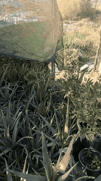 مشتل روز • علي الرئاسه • حي النصر