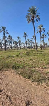 يوجد دونم للبيع منطقة المدائن الجعاره  واجهه 42 طابو ملك صرف  خدمات ما...