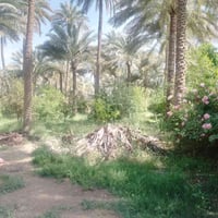 دونم سند • تحويل أسهم • دار ٢٢٥م