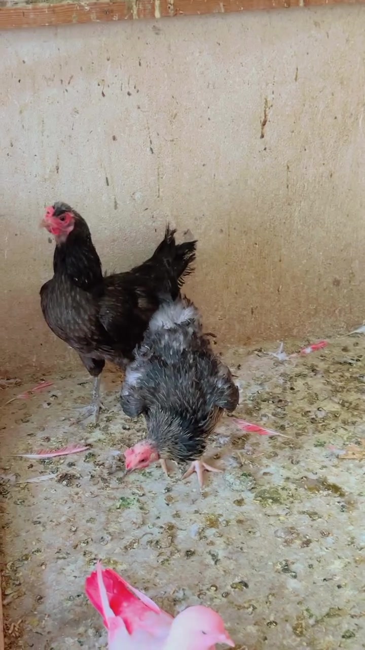 3دجاجات عرب بياض لاستفسار الاتصال ع الهاتف ☎️***********هيت حي العمال محل محمد 🦅
قرب صيدليه الرواد🗺️
