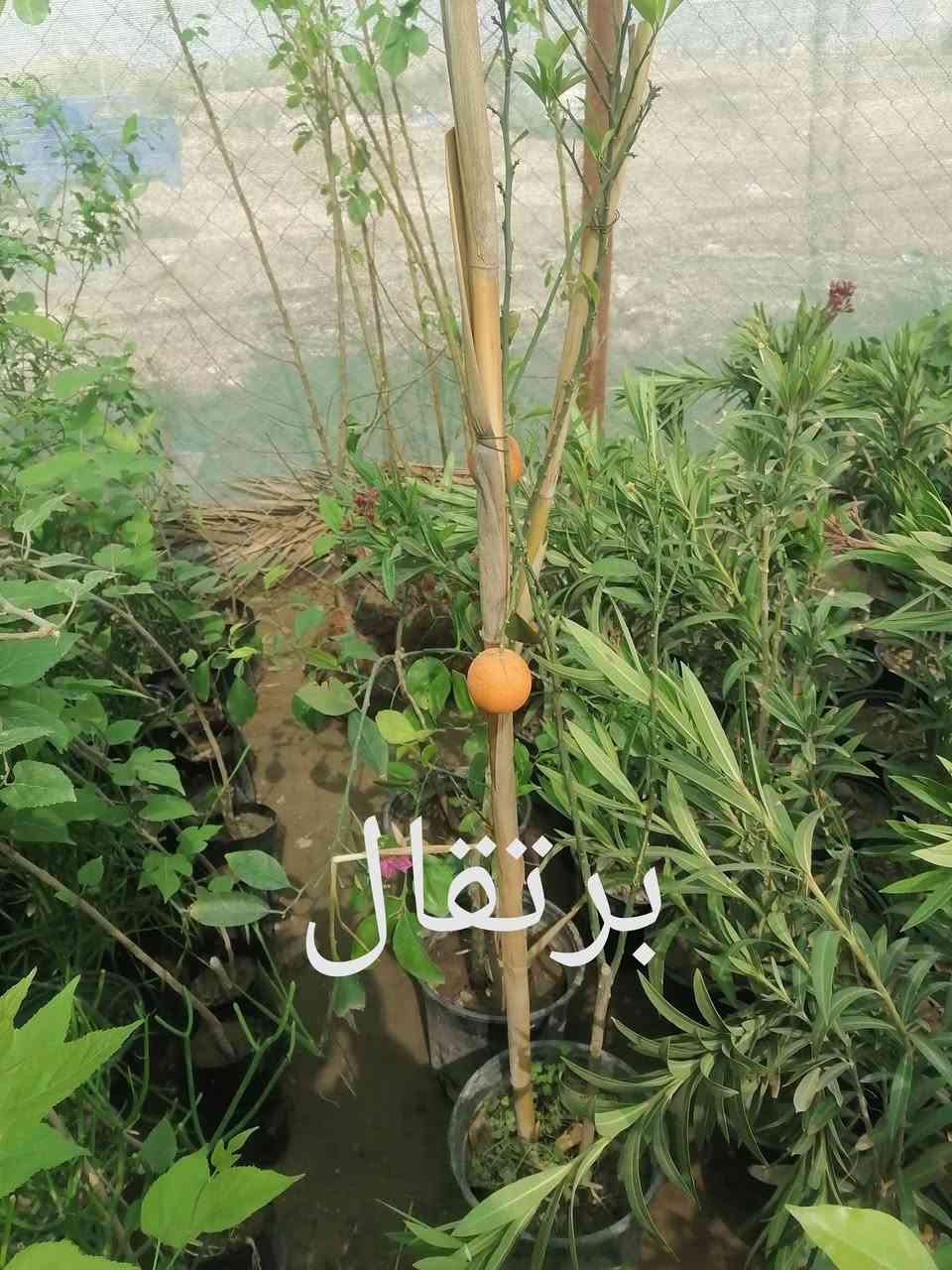 يعلن مشتل غصن الورد عن توفر العديد من الاشجار والورود:
بإدارة:  ابو علاء الحجامي ***********
العنوان: قضاء الفجر / سيطرة الفجر الرئيسية.

كالبتوز حجم وسط وكبير
البيزيا عطرية
اكاسيا مصرية سورنتس
اكاسيا عراقية
جهنمي 3 الوان
بخور
حنة
بمبر
الخطم الساحلي
كاربس
دفلة
زيتون
تكي عراقي
رمان عراقي
سدر حشري
عين البزون
ورد الصباح
صبار التين شوكي
المورنگا الطبية
متسلق ست الحسن.............الخ
