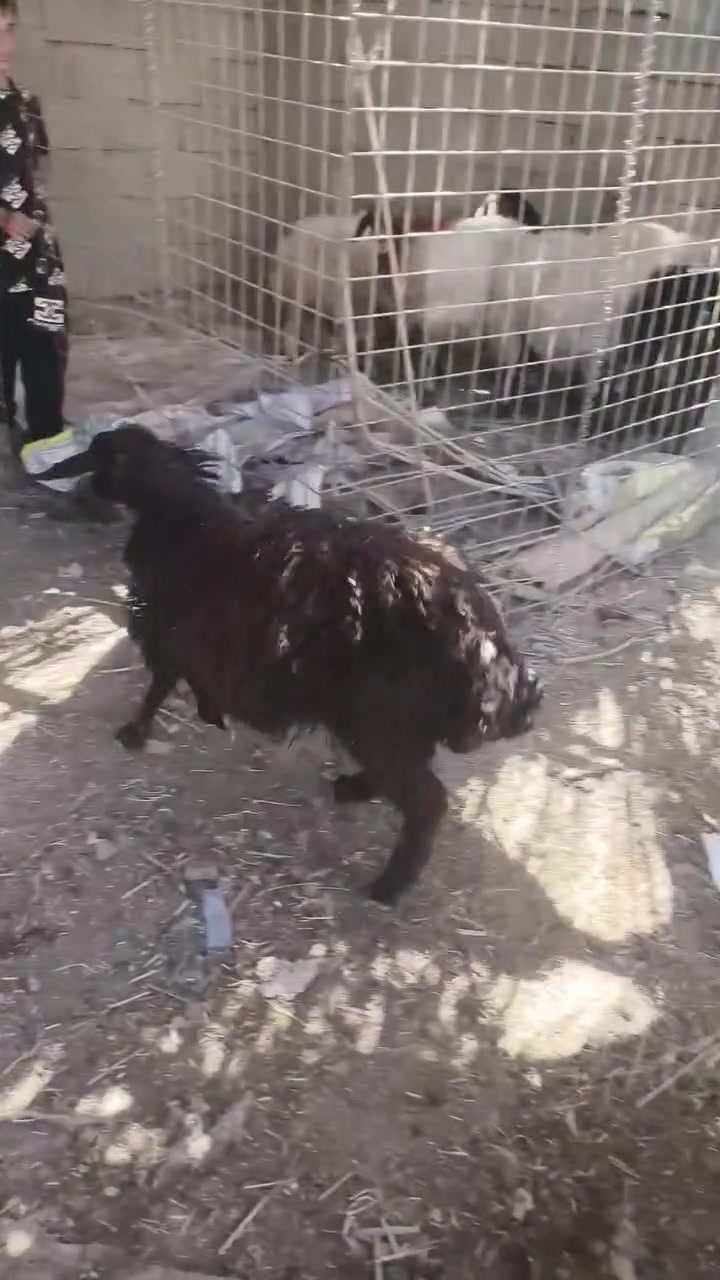 متاح فطيمه سود حلوه وين جنايه سود شرط نصاح سمن سعر خاص  مكان بروانه سنجك يوجد توصيل حسب لاتفاق تم لبيع الله يبارك بيه


**إذا كنت صاحب هذا الإعلان وتريد حذفه لأي سبب، رجاءا أرسل رسالة إلى الدعم الفني**