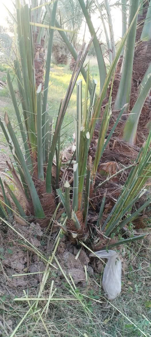 السلام عليكم 
متوفر فسائل خضراوي مندلي وخضراوي بصره وتبرزل للبيع للاستفسار الاتصال على الرقم ***********.
