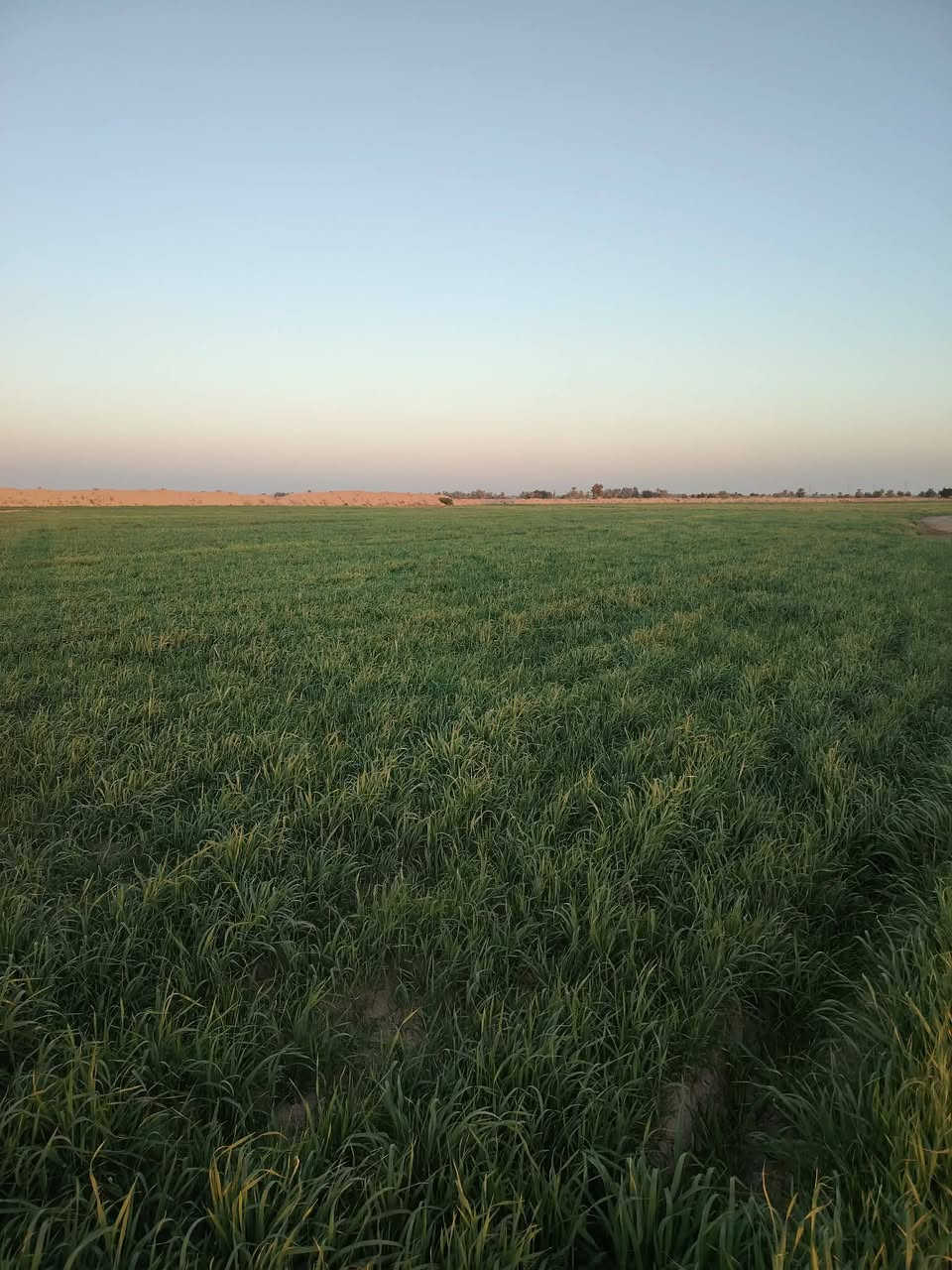 السلام عليكم 
كاع 12دونم ضمان 
المكان بابل الحمزه الغربي الخميسيه قربيه على جسر الخميسيه 
***********
