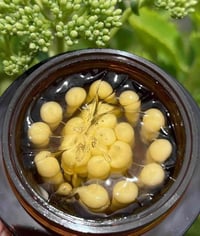 فيتامين سي • تفتيح البشرة • أصلي كوري