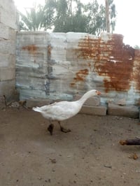 فحل بط • ٢٥ راس • مشخاب