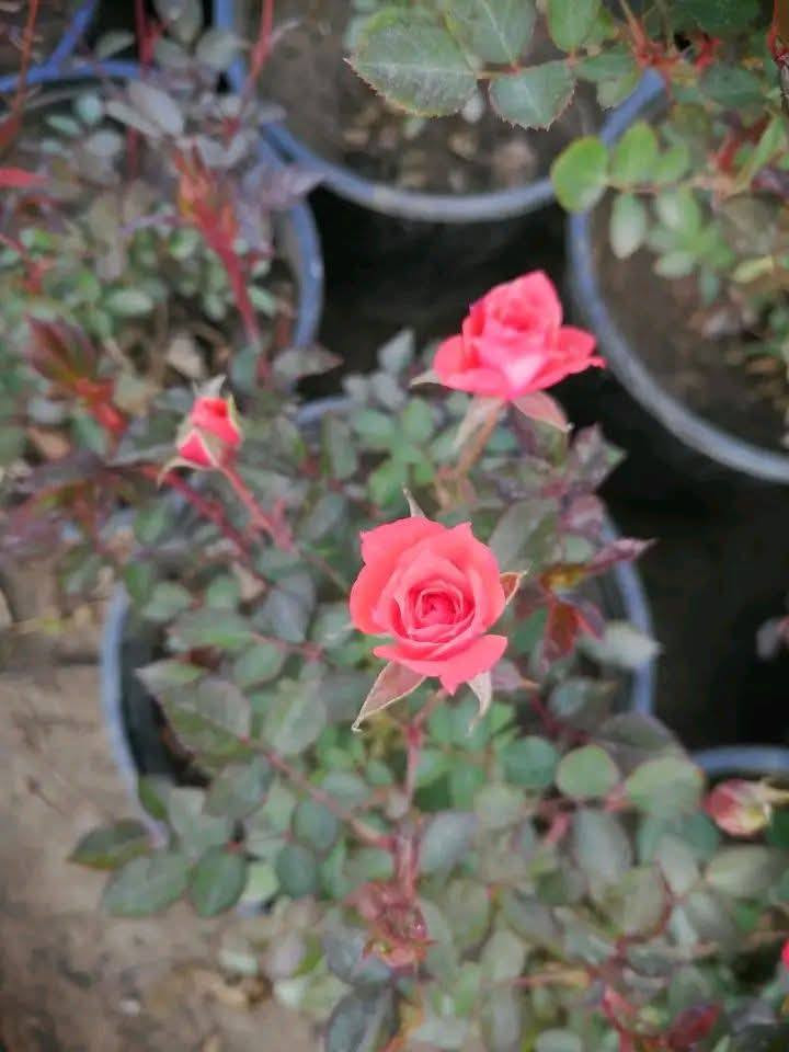 السلام عليكم مستعدون لادامة الحدائق المنزليه وزرع الشتلات.. ويوجد كادر لنصب وتسليك الكامرات المنزلية وتنصيب جهاز الستلايت باحدث الاجهزه
***********
