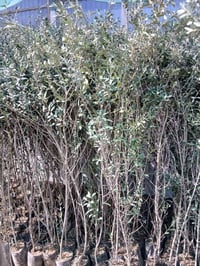 زيتون خستاوي ١٥٠٠الراشديه مقابل مستشفى حماد شهاب ٠٧٧٠٥٣٨٠٧٧٢