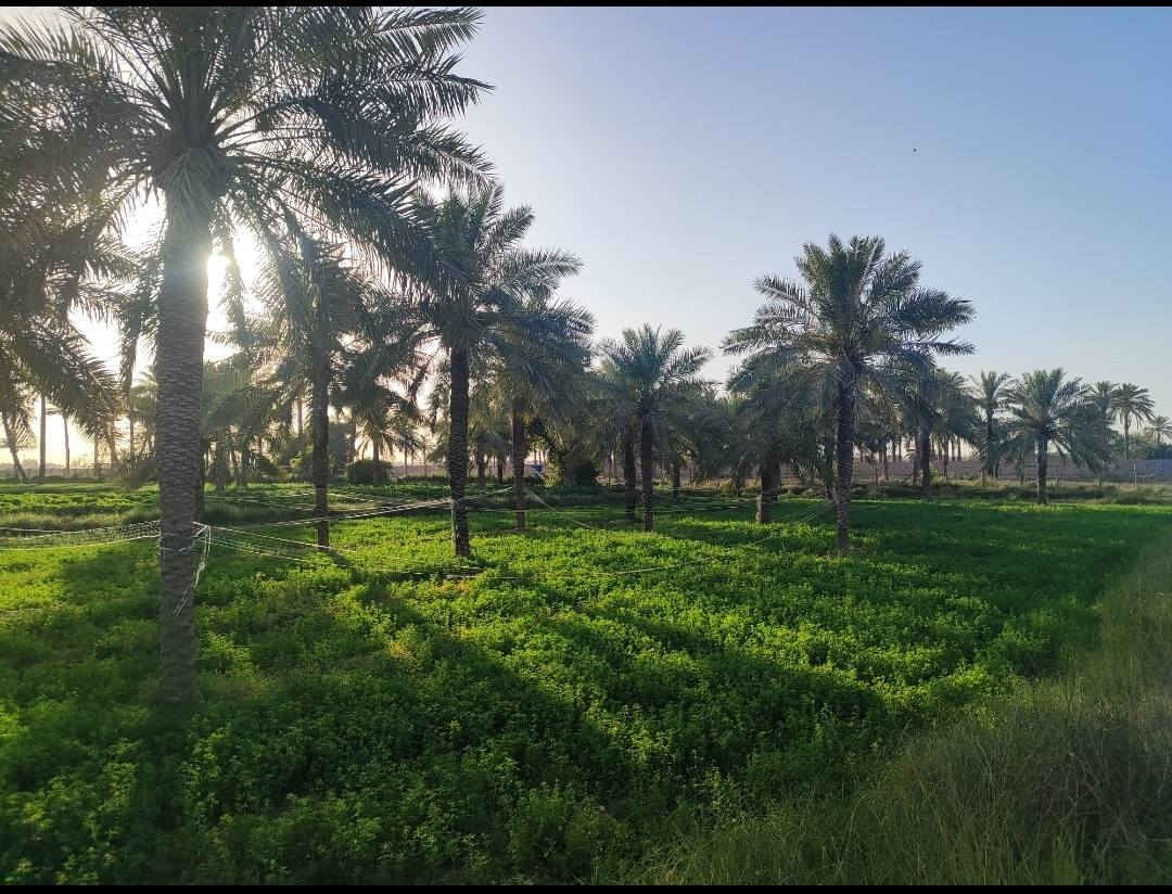 اعلان مزرعه لبيع ٦ونص دونم شاطيئه مسيجه بلوك بلكامل  طابو ٢٥ تحويل مباشر لعنوان جسر ديالى الجديد الكرغوليه متوفر كهرباء ماء سقي وبيهه بيت للترفيه بيهه نخل حديقه مرتبه متعوب عليهه سعر دونم الواحد ١٥٠ مليون وبي مجال تباع بلكامل للاستفسار الاتصال ***********
