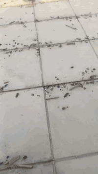 عمل الصطوح فلانكوت زفت شتايكر السماوه 

كرسته وعمل وبس عمل مكاني الناصريه الاستفسار النتصال ***********
