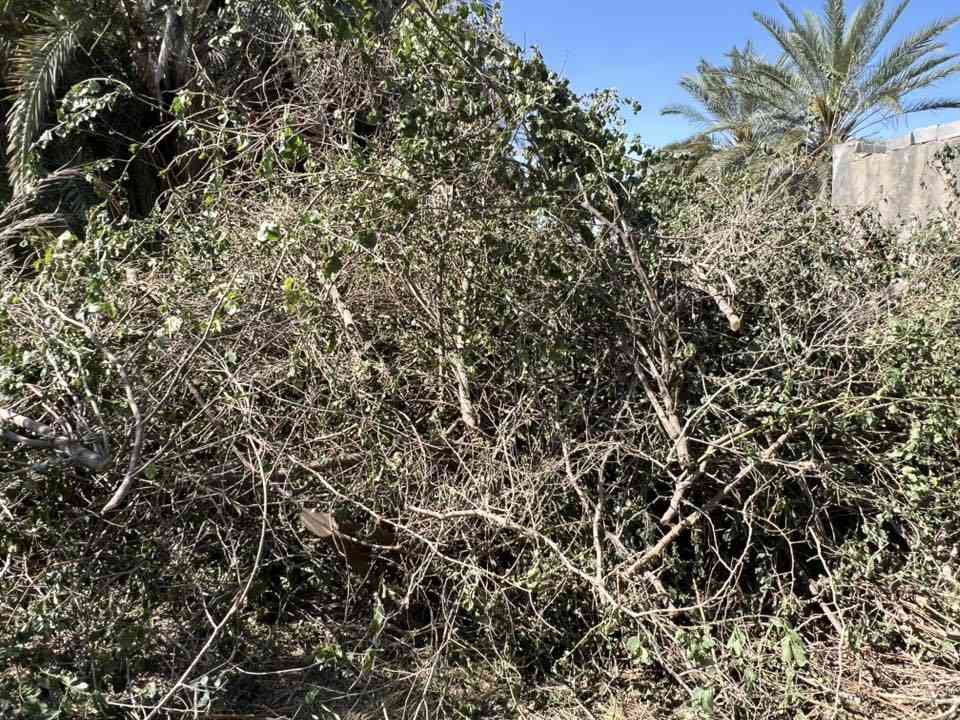 حطب سدر وزيتون للبيع
مكان سماوه سوير
***********
