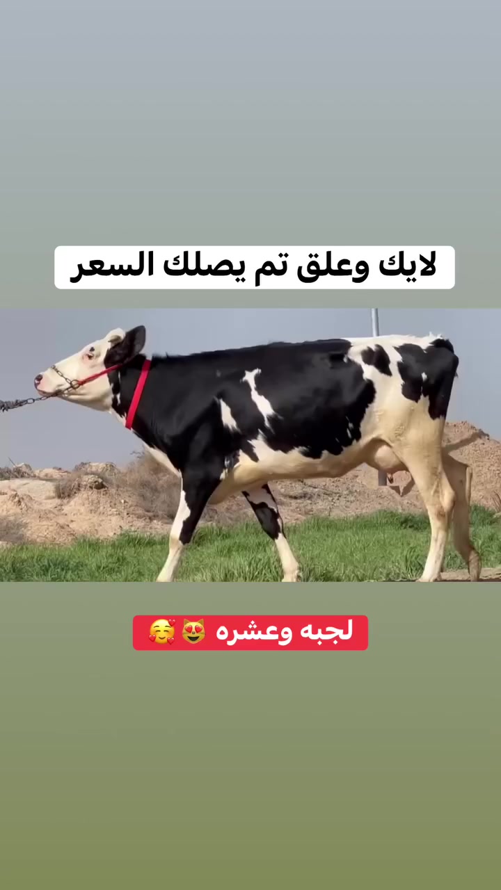 اللهم صل على محمد وال محمد *********** بي واتساب *********** بي واتساب بجر لجبة سمنتال اصل خشنة وحلوة كلش ام اول بطن ماخض شهرين تحلب وكتين متعهد كل شروط الجني خشنة وسمينة وصاحية مكان السماوة
