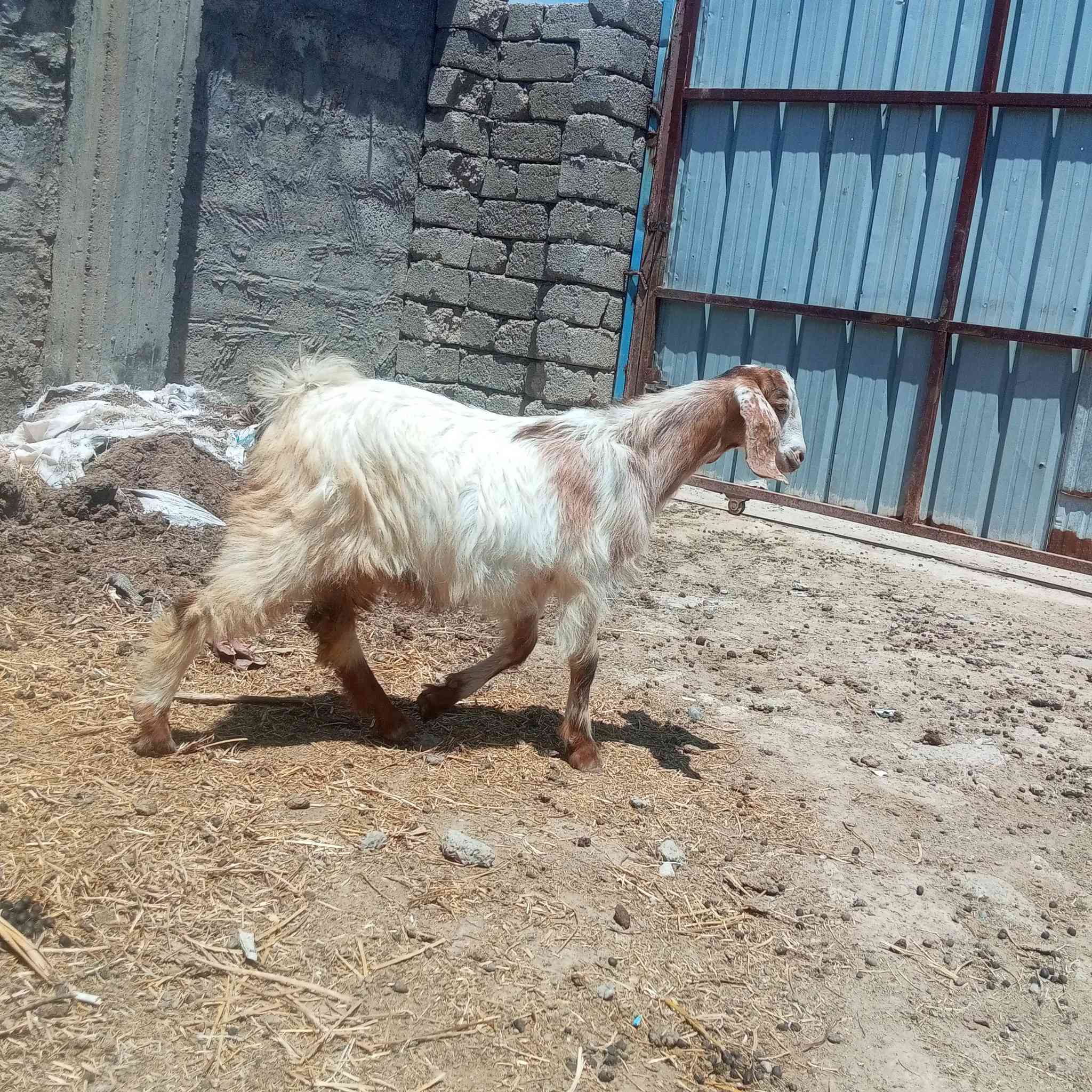 السلام عليكم اخوان متاح جدي اجم رقم واحد وسمين حيل حيل يرهم اگصابه ويرهم جنيه جدي مال بيت مأ شاءالله عليه صب لحم 🥩 وين اليدور حلال زين ونضيف جدي مشروط شرط ال شرط 
العنوان صلاح الدين الشرقاط قريه شكرا 
ه‍ ***********👉 بيه واتساب 
الشراي يتصل ويدلل 
يوجد خدمت توصيل حسب التفاق
