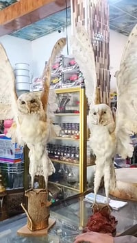 بومة محنطة • ٨٠سم • قطعتين فقط