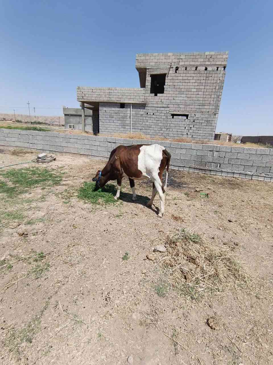 ابكره هولنديه عشار ٣اشهر والده بطن وشايلتو ثاني مكفله علا كل عيب بعد الولاد مكان قريه اصبيح سعره مليون و ٨٥٠ ومجال قليل ***********
