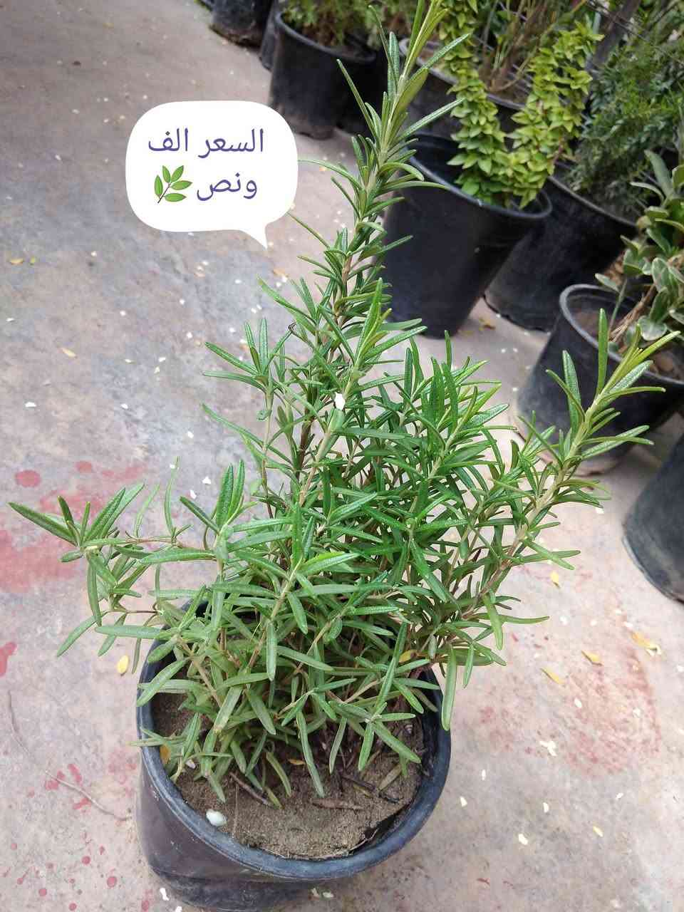 🌿 بيع ورد طبيعي ومنعش
🚚 توصيل مجاني داخل هبهب
📍 أقرب نقطة دالة: قرب مدخل المجمعات
📩 للطلب مراسلتنا خاص


**إذا كنت صاحب هذا الإعلان وتريد حذفه لأي سبب، رجاءا أرسل رسالة إلى الدعم الفني**