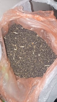 بزر بانيه للبيع 07826299109