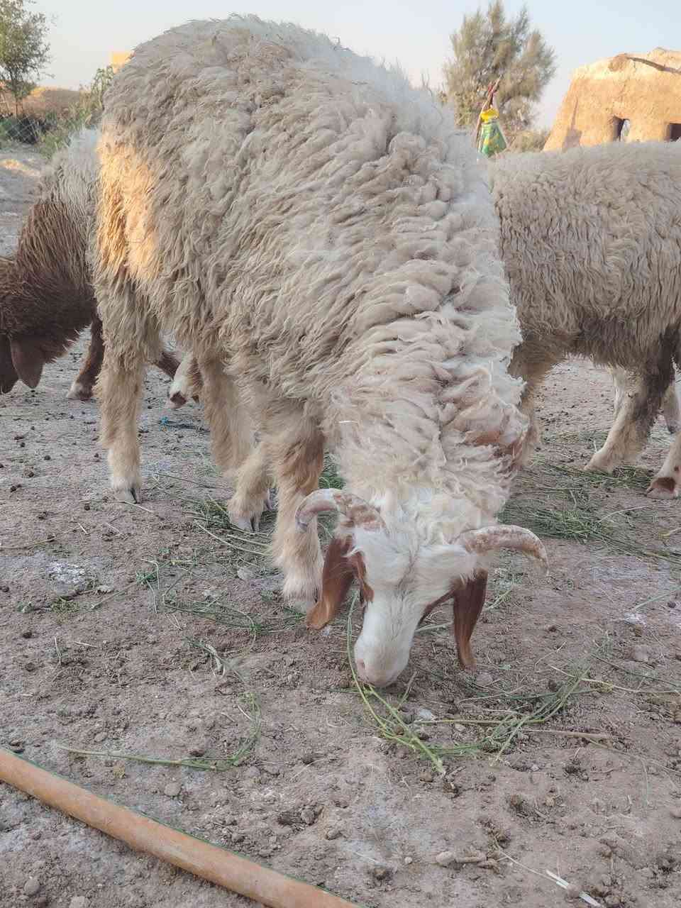 طليان عدد خمسه اربعه ذكوره وحده نثيه 
طليان نضاف مال برر 
خشنات وسمان فول لحم خير من الله 
مكان ناصريه سيد دخيل 
سعر الواحد 320
الشراي يتصل واني بخدمته ***********
