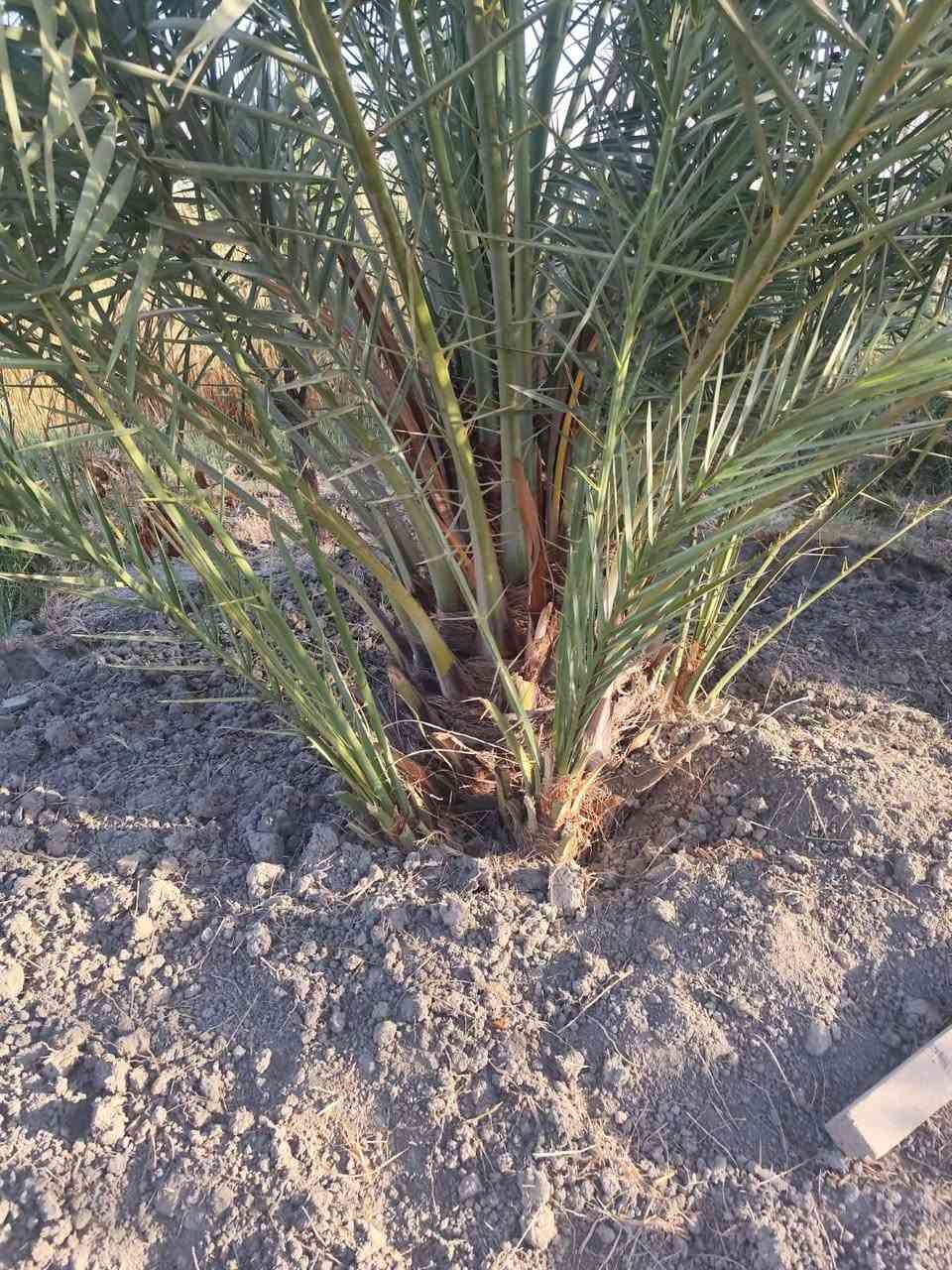 متاح فسائل نخيل استعمران
سعر 10الف معا القلع 
قضاء المدينه *********** بي وساب
