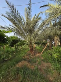 بستان • ٣ دونم • النجف الكوفه